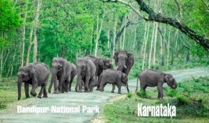 Bandipur National Park, Karnataka